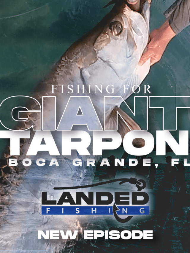 Fishing for Giant Tarpon Boca Grande, Florida