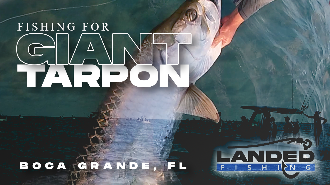 Bắt khổng lồ Tarpon Boca Grande Florida