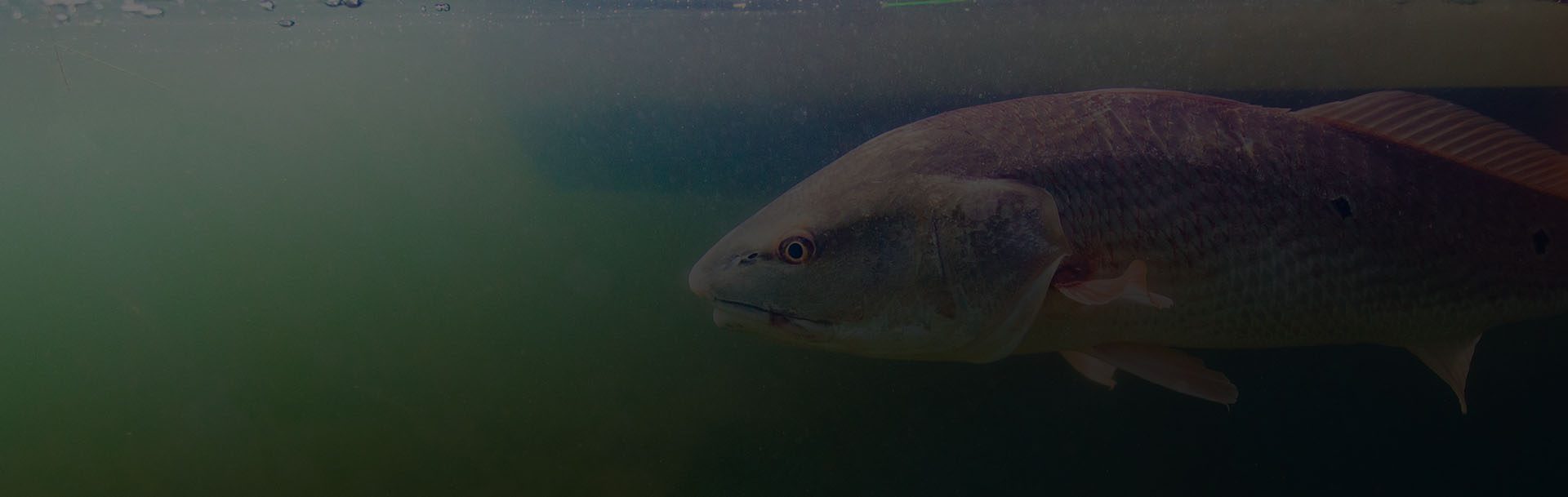 Redfish Images Sight Fishing Redfish Tips: Gulf Coast | Landed Fishing