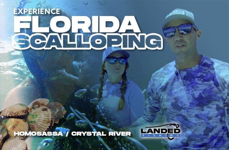 Câu cá sông Homosassa bằng sò điệp ở Florida