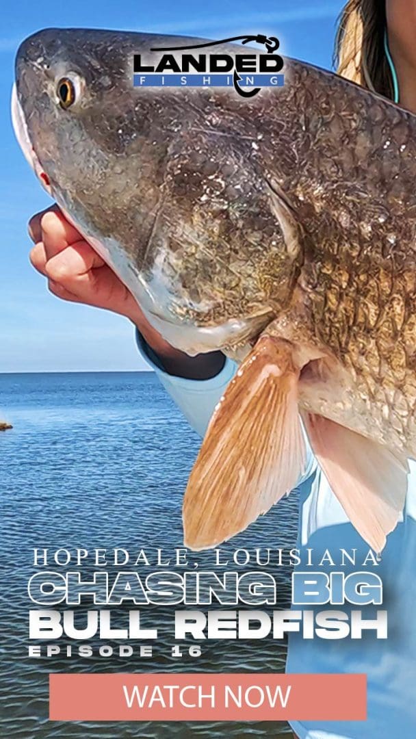 Chasing Big Bull Red Drum Hopedale Louisiana