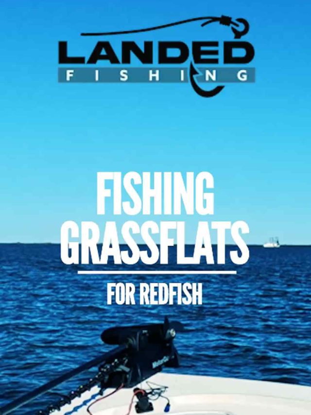 Catching Redfish on Grass Flats