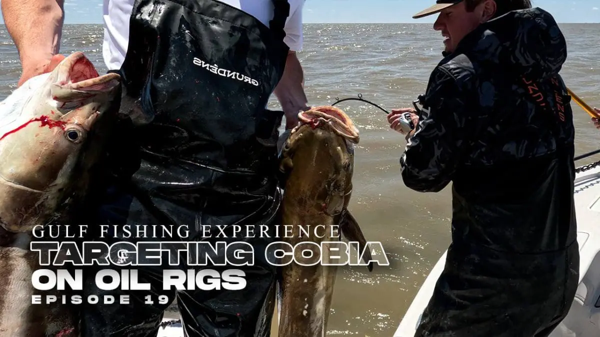 Attraper du cobia dans le golfe du Mexique sur des plates-formes pétrolières
