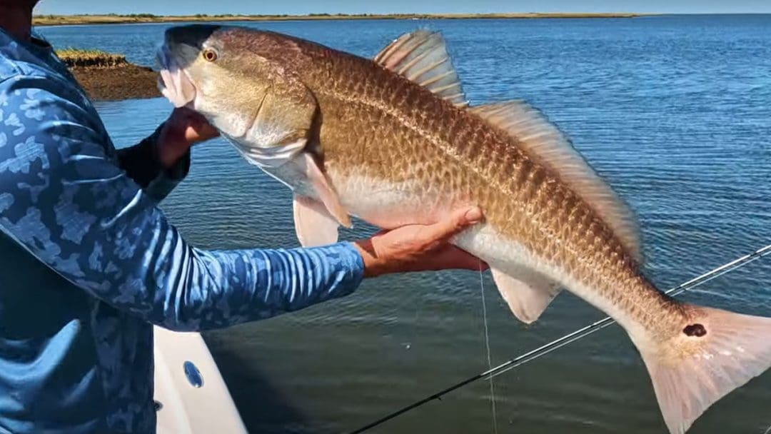 Big Bull Redfish, Hopedale, Louisiana