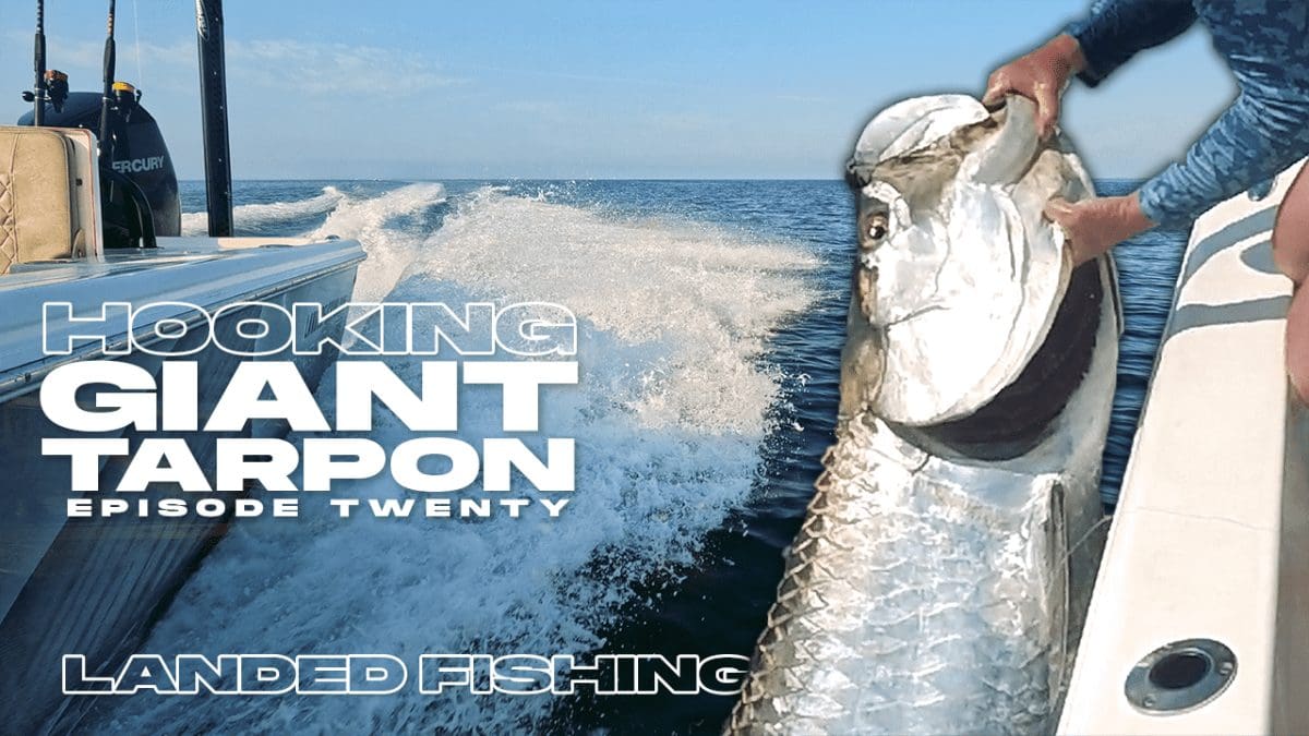 フロリダ州タンパのターポンフィッシング 水揚げされた釣り