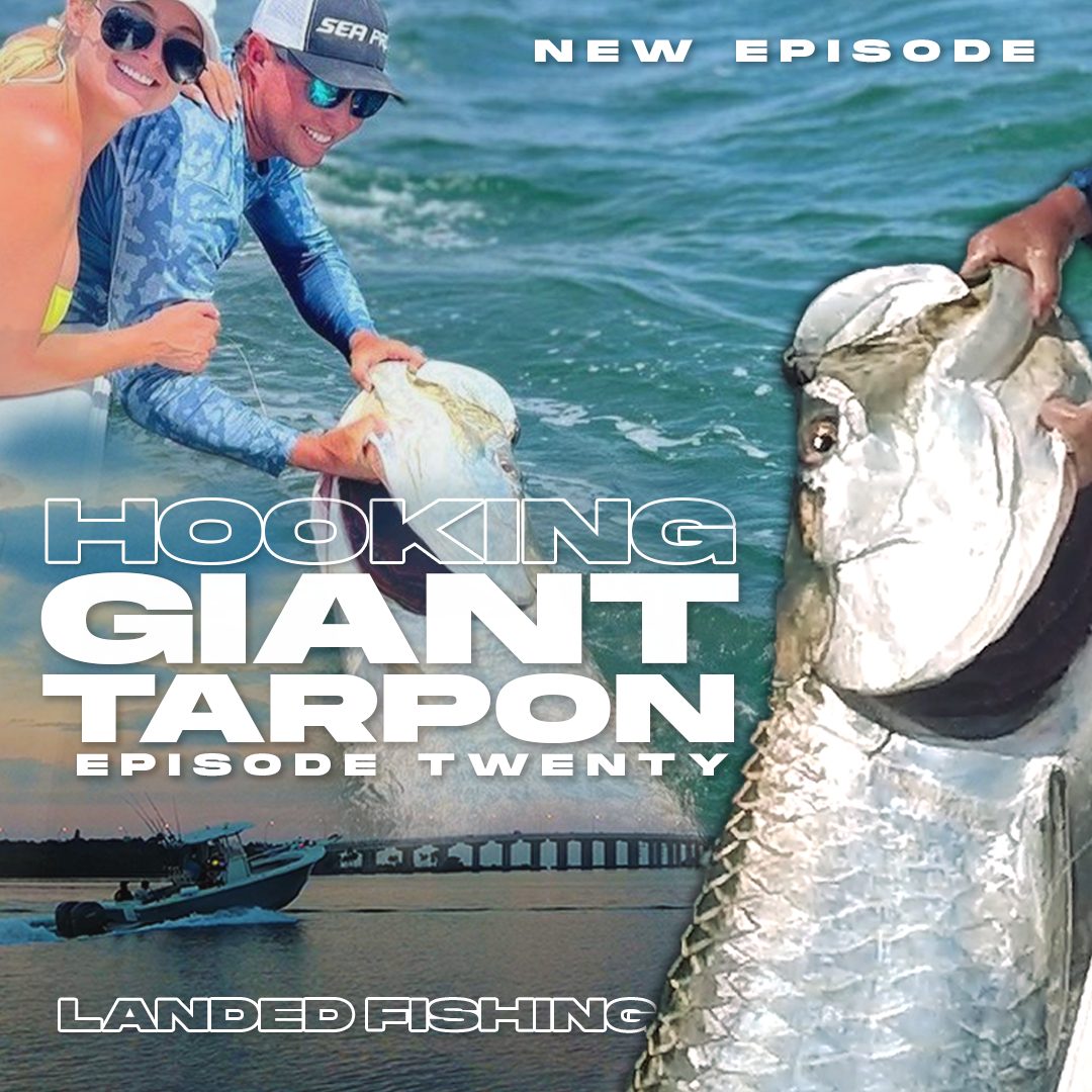 Hooking Tarpon géant Tampa Floride