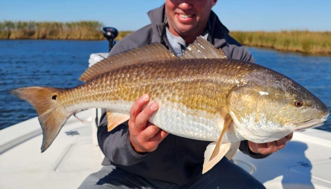 Big Bull Redfish: Sight fishing shallows
