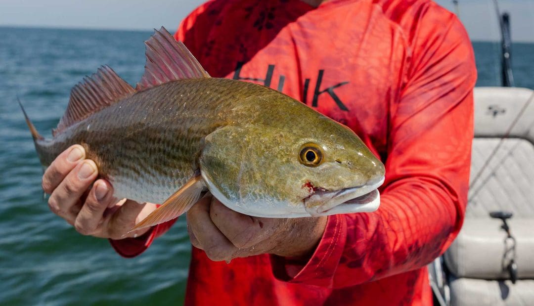 catching redfish sight fishing