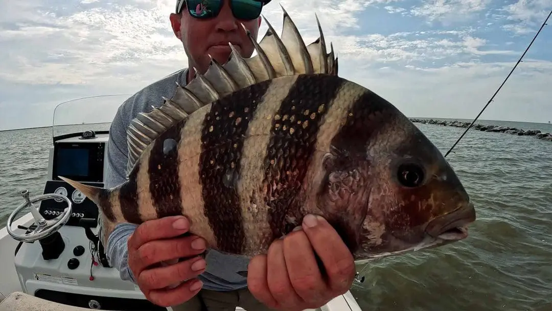 Sheepshead Fishing Tips (Best Lures, Rigs, & Mistakes To Avoid)