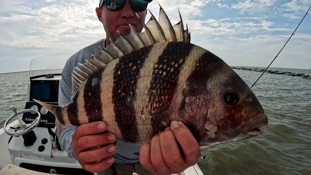 pegando ovelhas ao longo da pesca na costa do golfo