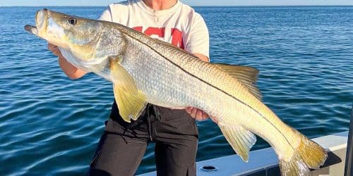 catching snook gulf of mexico