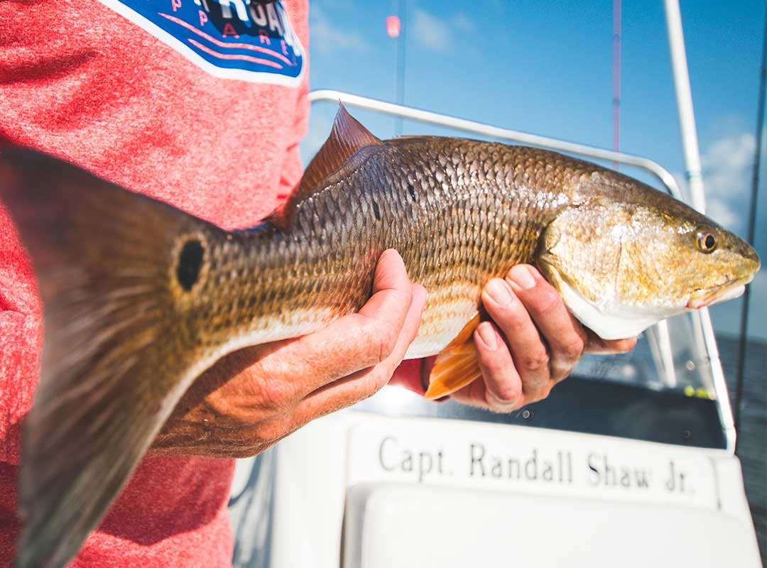 Redfish catch captain Randall Shaw