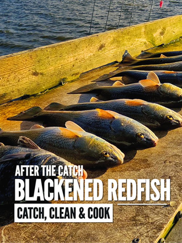 Blackened Redfish Recipe: Catch, Clean Cook Louisiana Redfish