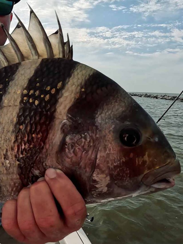 cropped-catching_sheepshead_along_jetty_gulf_coast_fishing.jpg