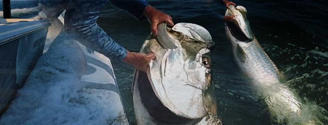 メキシコ湾 ターポン釣り 沿岸の魚種