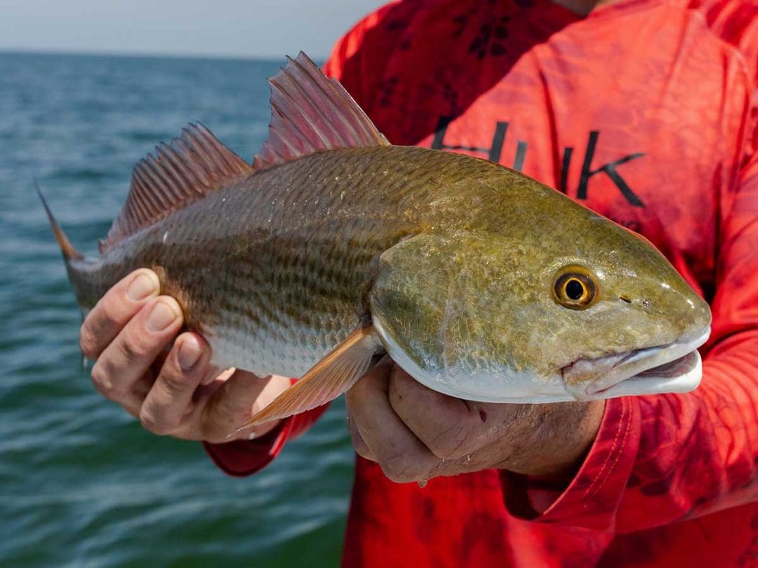 redfish fish inshore saltwater fish species