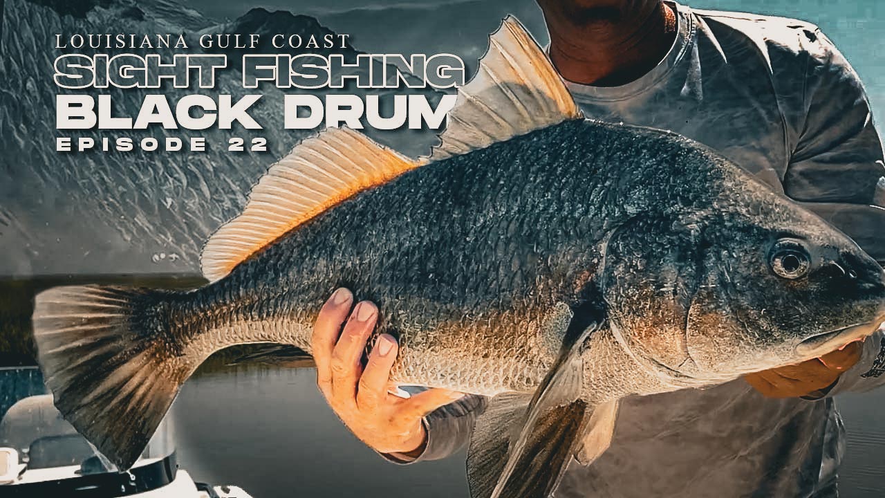 Pesca a la vista Black Drum: Costa del Golfo