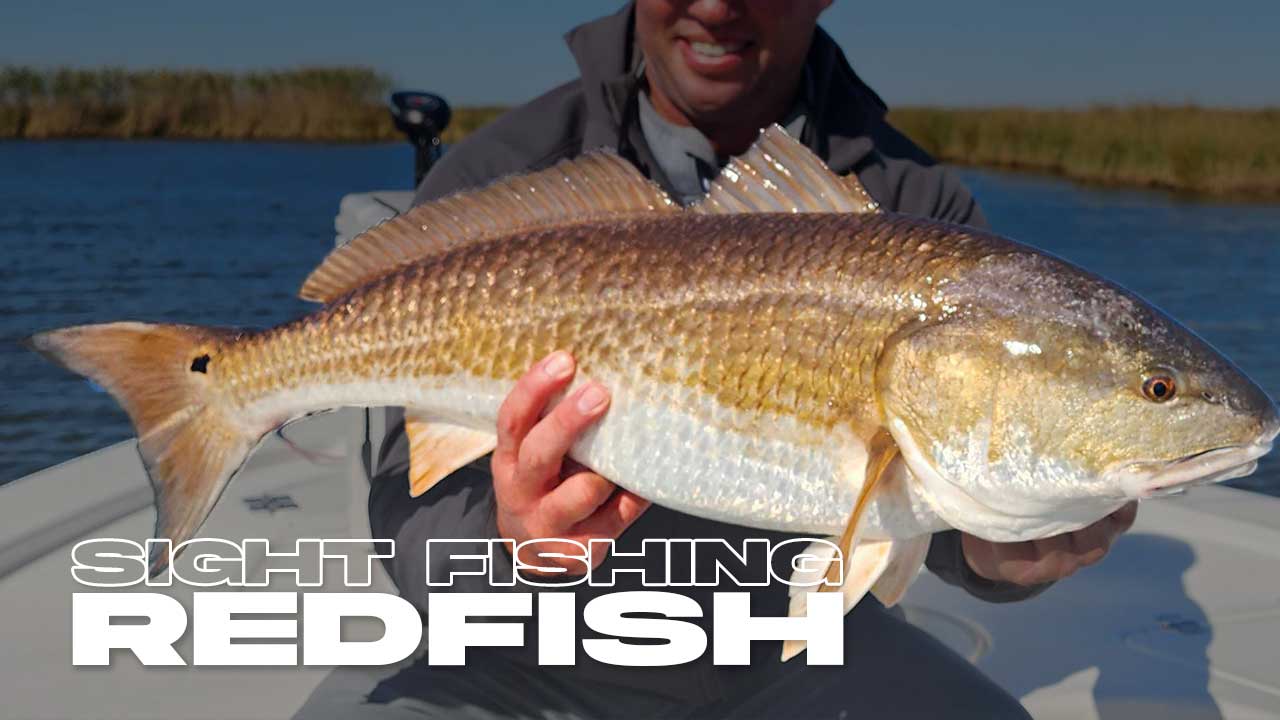 Sight Fishing for Redfish