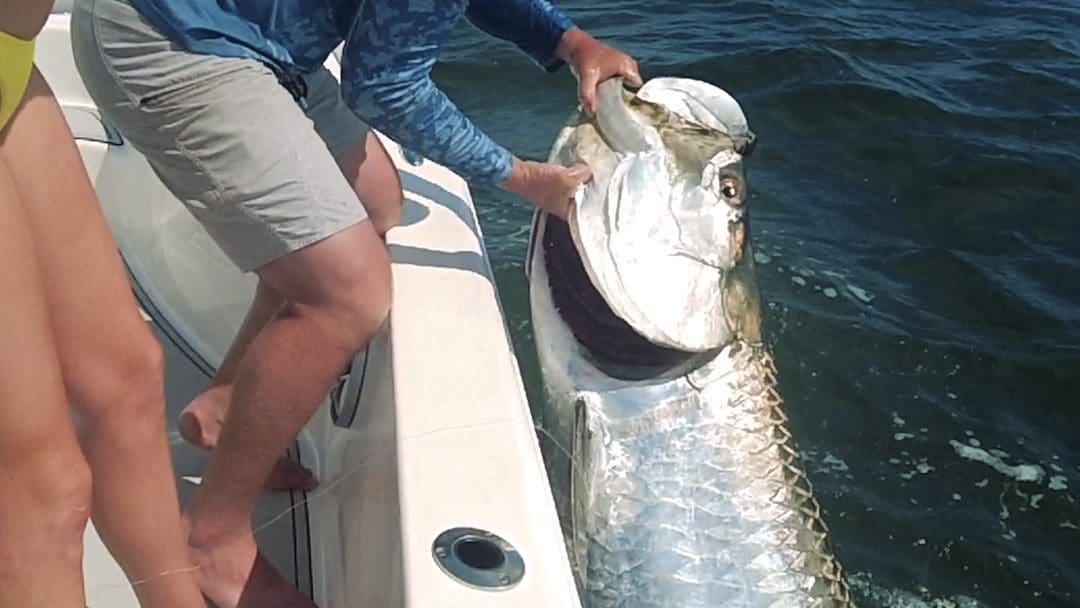 Hooked On Tarpon: ¡Guía de pesca para atrapar gigantes!