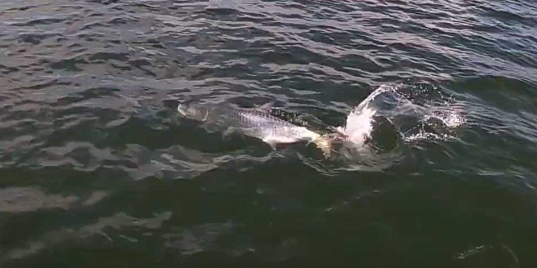 Caught Tarpon Boca Grande Florida