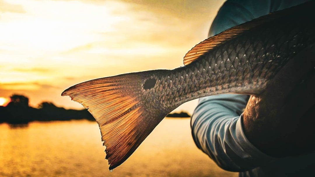 Catch and Release Redfish Conservation Fishing