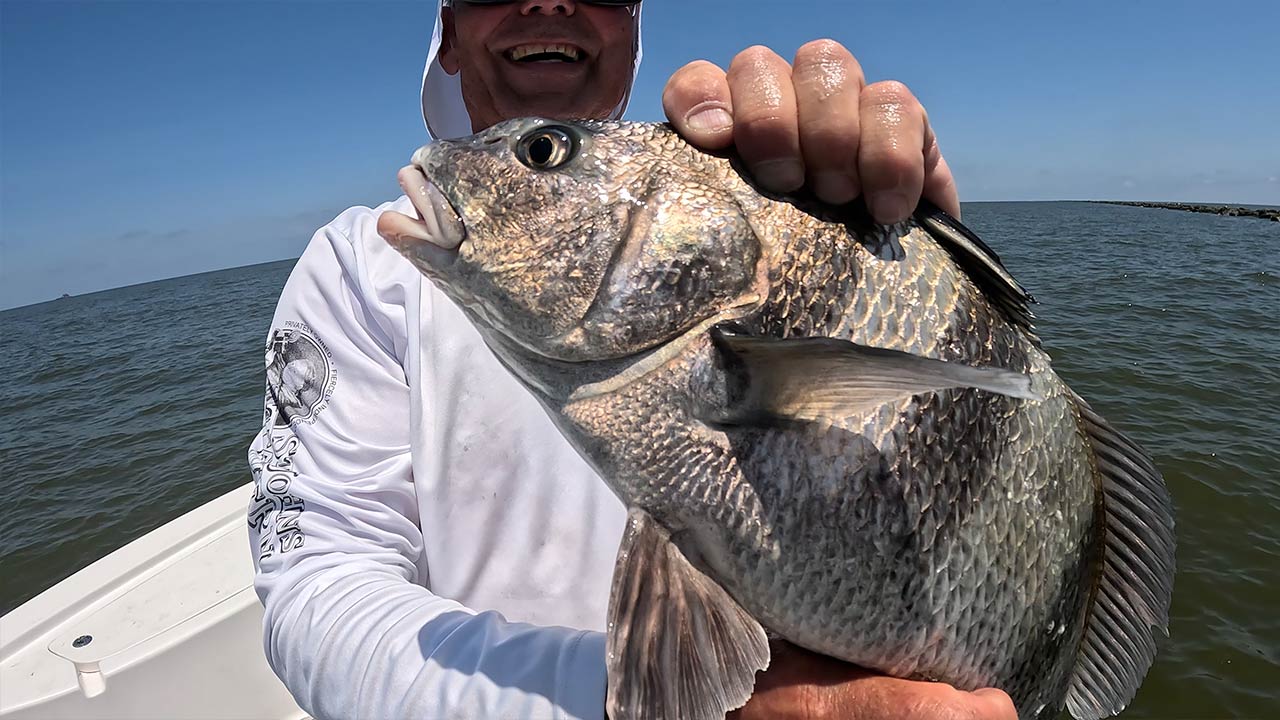 Paghuli ng Black Drum Breton Island Gulpo ng Mexico