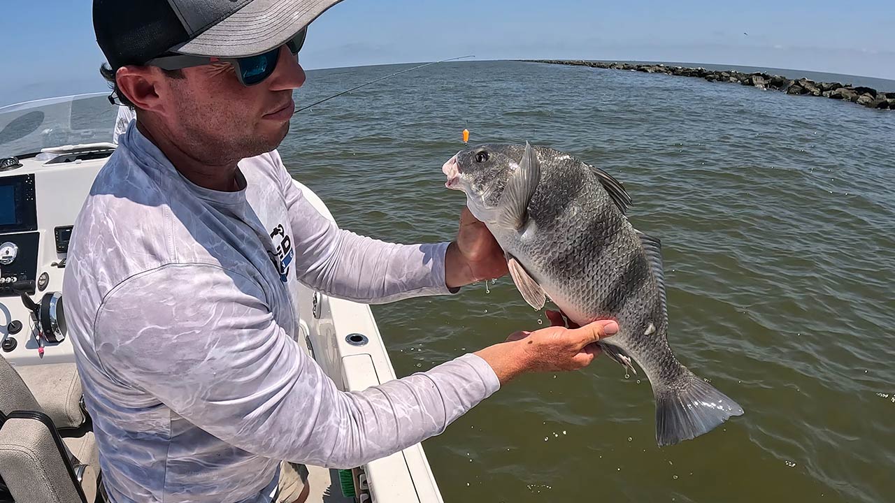 Atrapar Black Drum Breton Sound Golfo de México