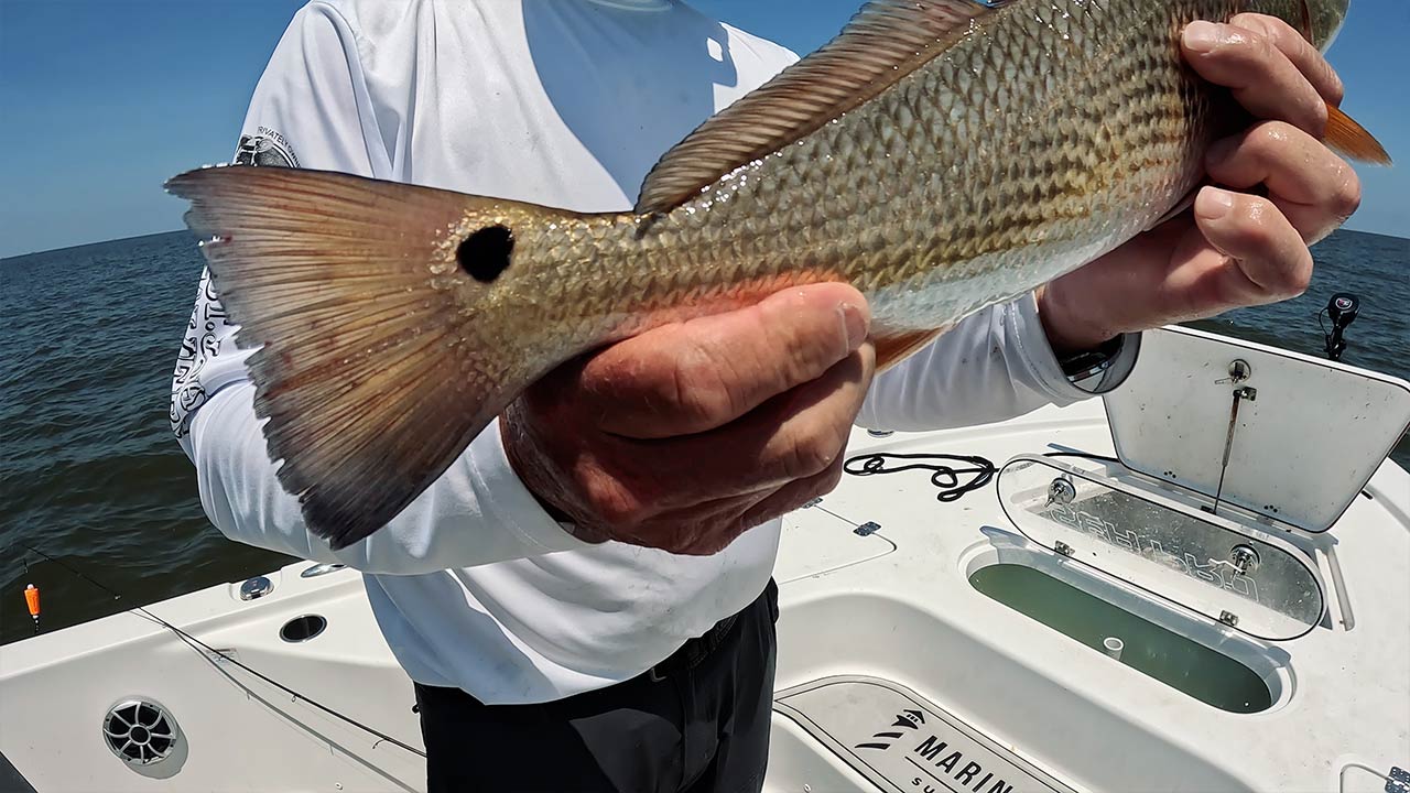 Catching Redfish Breton Island Gulf of Mexico