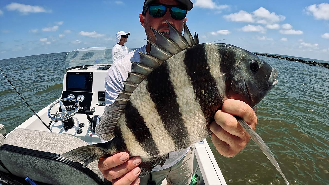 Nanghuhuli ng Sheepshead Malapit sa Breton Island Gulf of Mexico