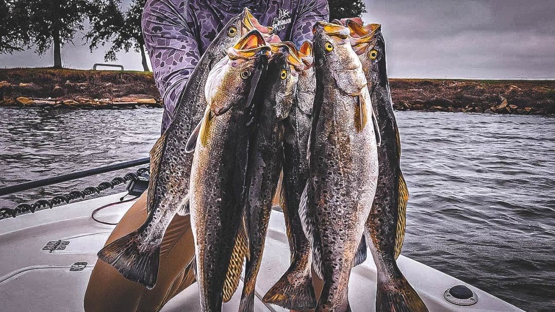 Nanghuhuli ng Speckled Trout Gulf Coast Pangingisda Sea Trout