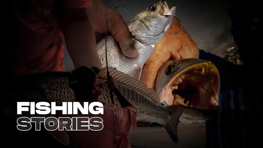 Histoires de pêche | Pêche débarquée