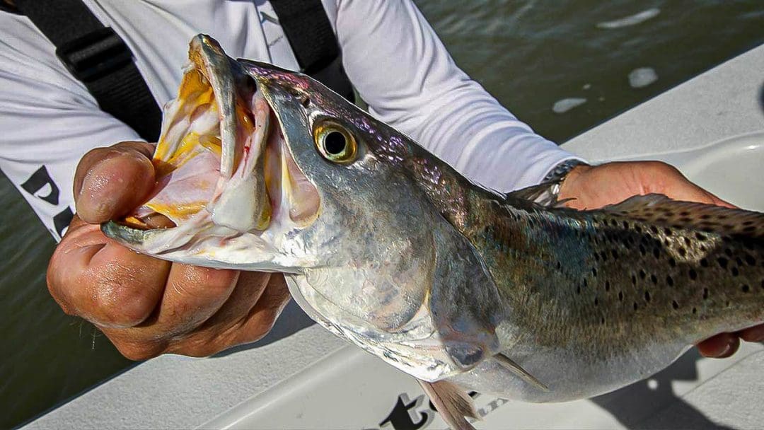cómo pescar trucha moteada en la costa del golfo pescando trucha de mar