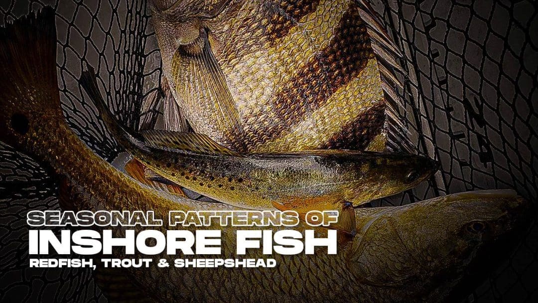 Seasonal Patterns of Inshore Fish: Redfish, Trout, and Sheepshead