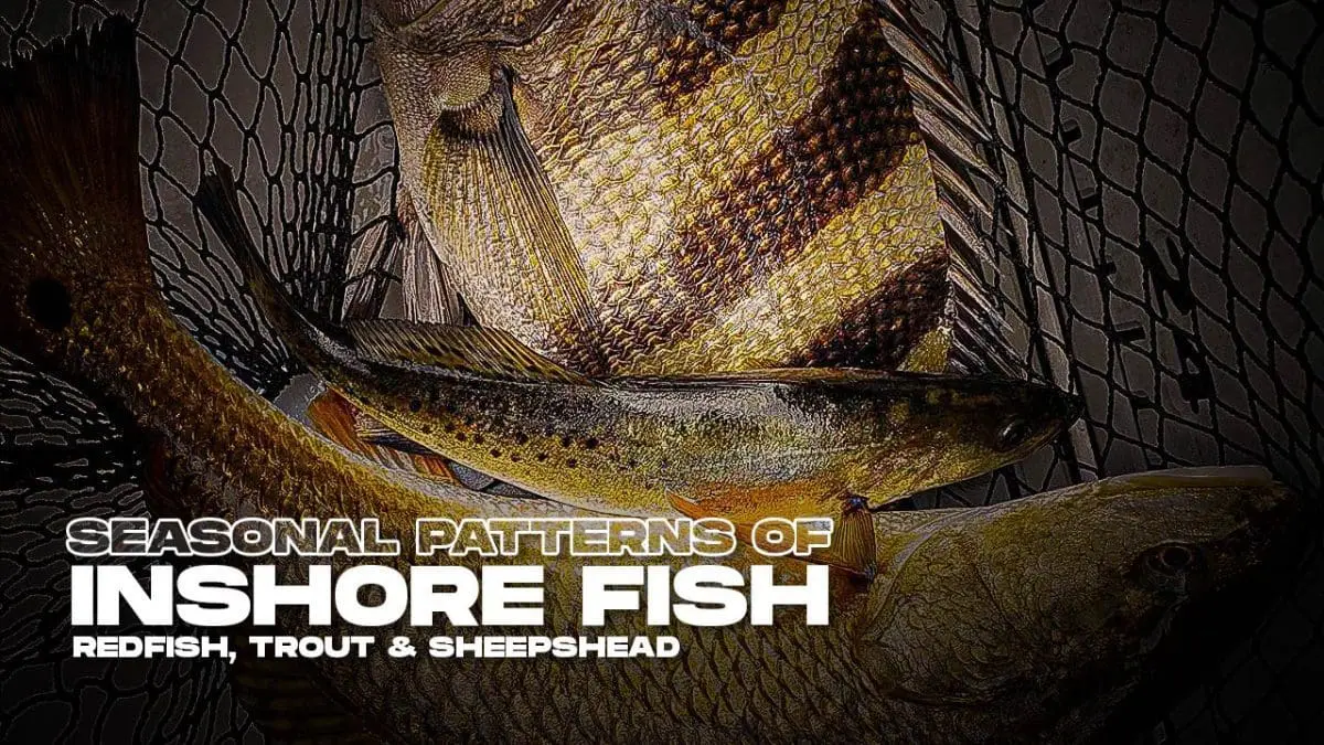 レッドフィッシュ、トラウト、シープスヘッド: 沿岸海水魚の季節的パターン