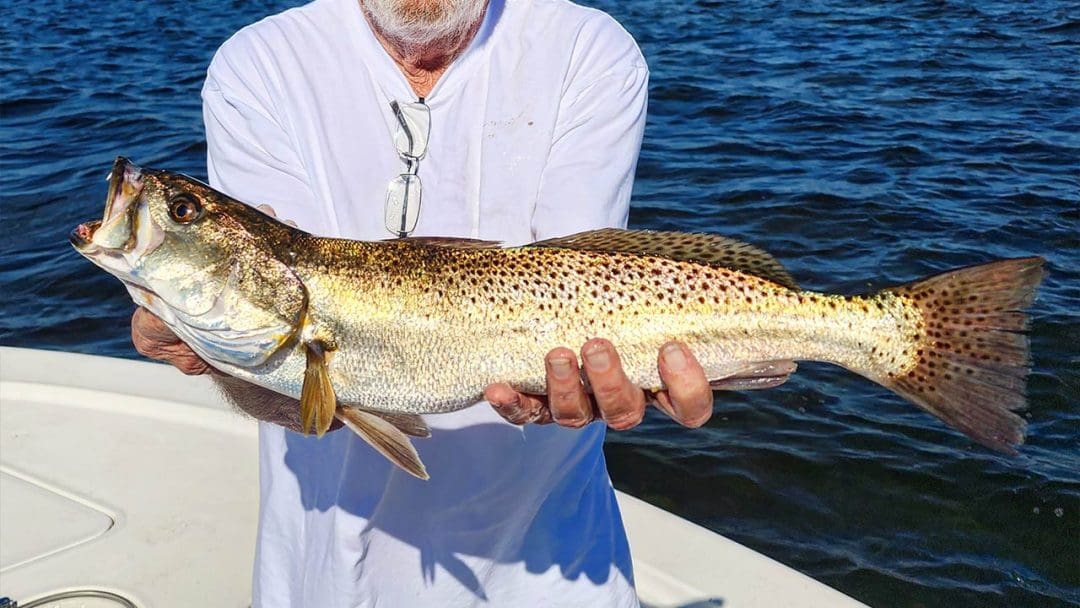 Big Speckled Trout Caught in Gulf of Mexico