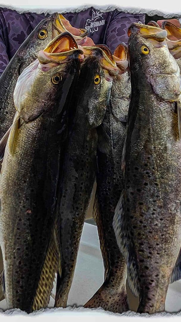 Saltwater Fishing Tips - Catching Trout
