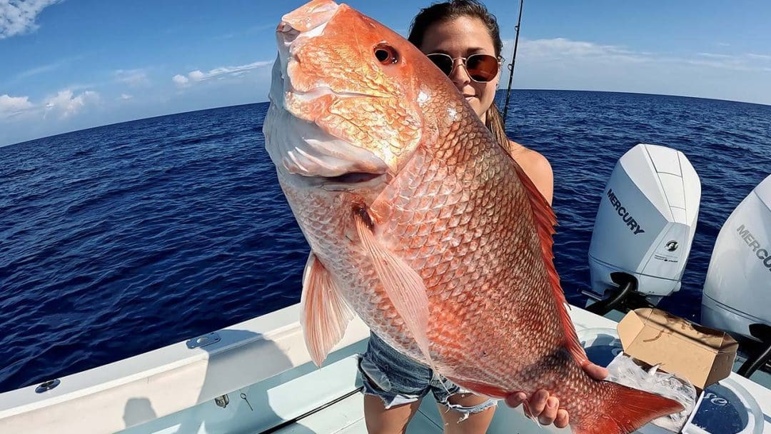 american red snapper caught gulf of mexico