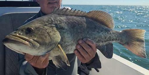 Saltwater Inlet Fish Common Saltwater Fishing Species And Habitats | Landed Fishing