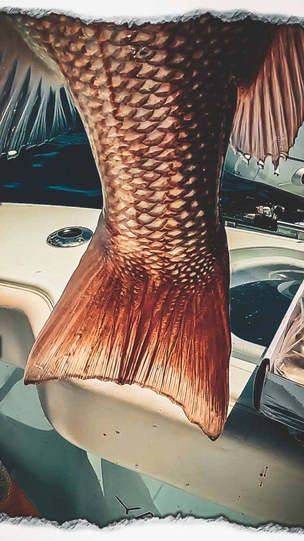 Bottom Fishing Red Snapper Tips | Landed Fishing