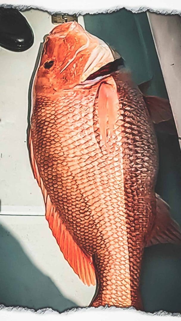 Bottom Fishing Red Snapper Tips | Landed Fishing