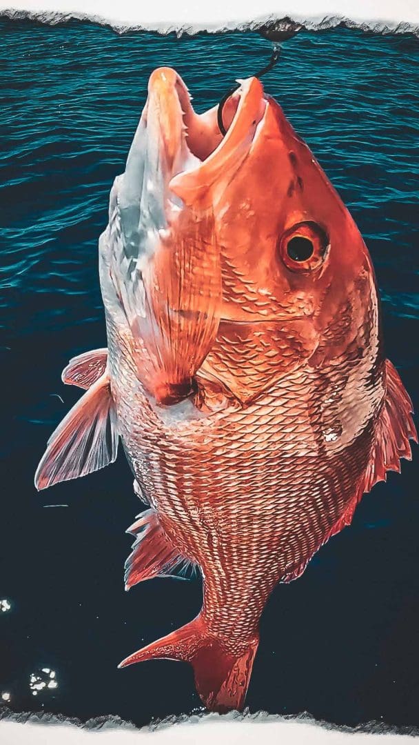Bottom Fishing Red Snapper Tips | Landed Fishing