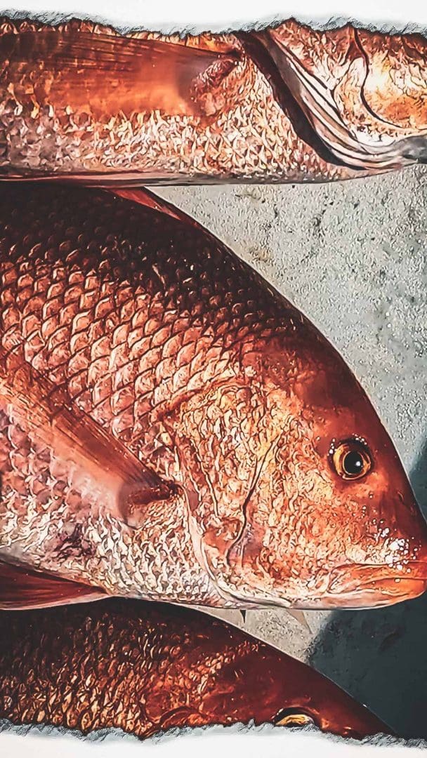 Bottom Fishing Red Snapper Tips | Landed Fishing