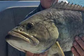 catching grouper bottom fishing gulf of