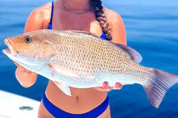 catching snapper gulf of