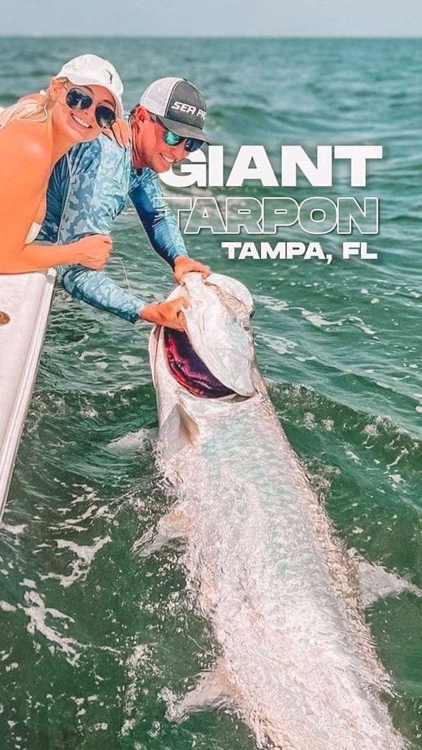 Catching Giant Tarpon Tampa Florida