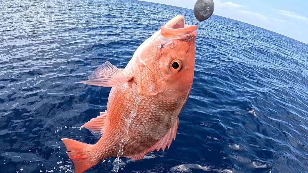Captura de Red Snapper na pesca de fundo do Golfo do México