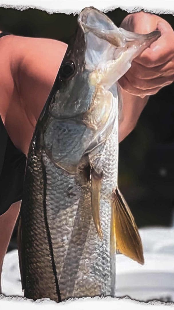 Catching Snook Saltwater Fishing Gulf of Mexico