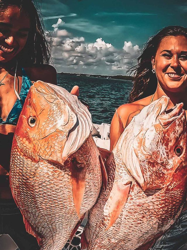 Bottom Fishing Red Snapper Tips | Landed Fishing