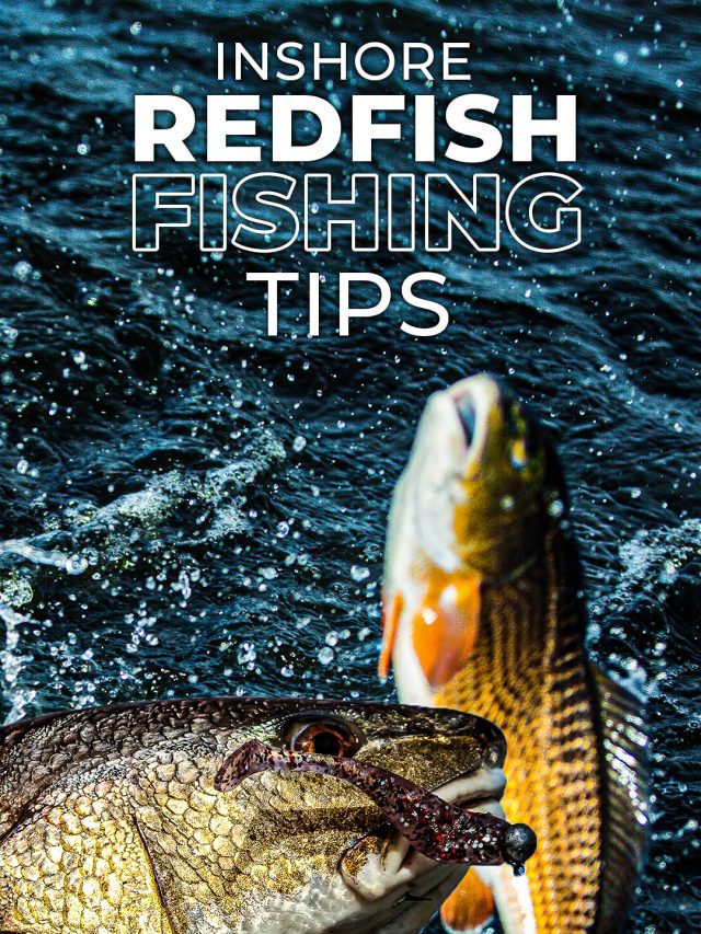 Bắt Red Drum: Mẹo câu cá Redfish gần bờ