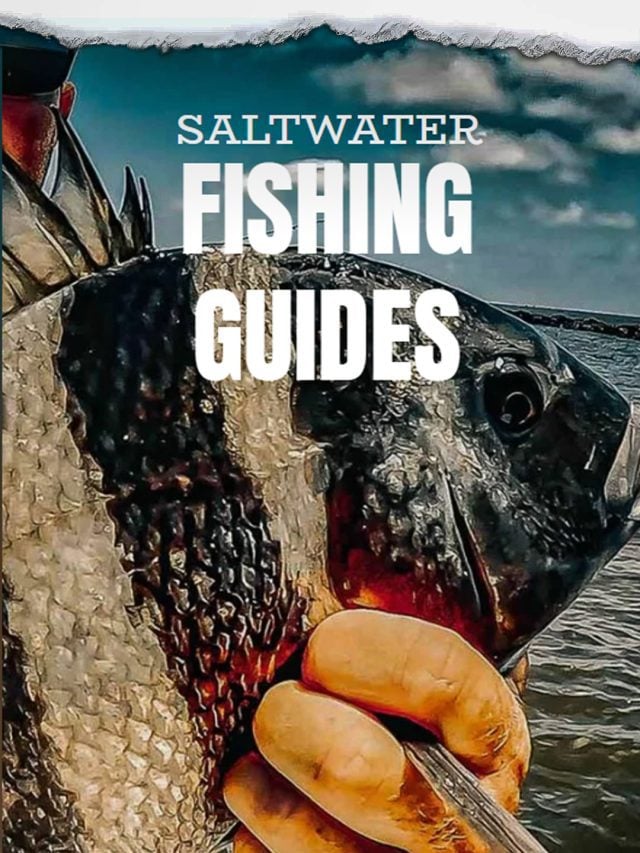 Guías prácticas de pesca | Gallineta nórdica, trucha y cabeza de oveja | Pesca en la costa del golfo